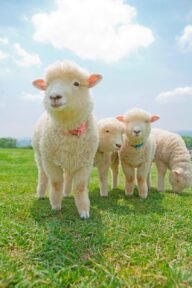 Farm Life Experience&Animal Petting Tour from Tokyo – Milk Cows, See Animals