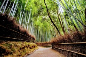 7-Day Tokyo, Hakone, Kyoto, and Osaka Cultural Heritage Discovery Tour